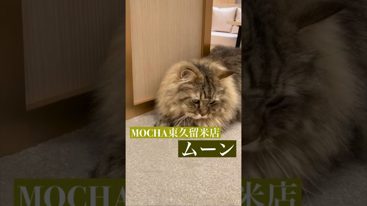 ムーン　(セルカークレックス♂)　#猫カフェモカイオンモール東久留米店  2023/5/2撮影　#shorts　#cat　#もふもふ猫