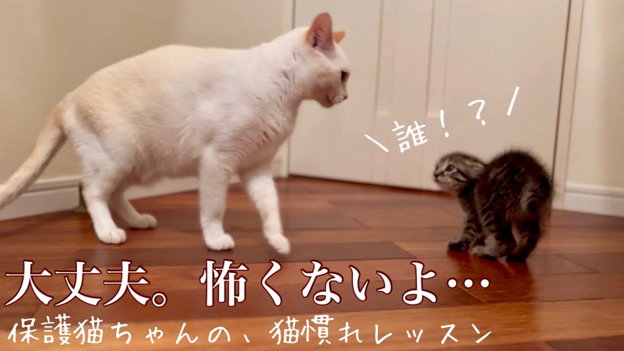 【小さな保護猫ちゃん】臆病な子猫が心を開いてくれるまで。#保護猫 #子猫