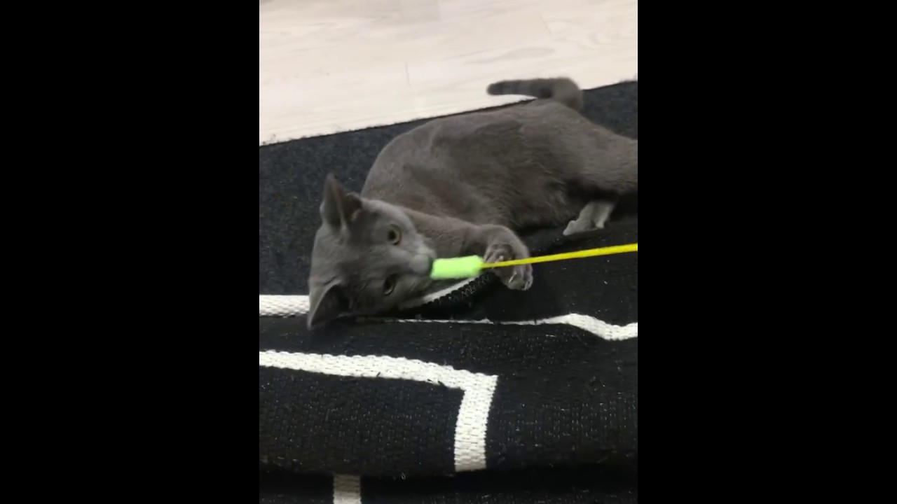 #shorts ひっぱり猫 #cat