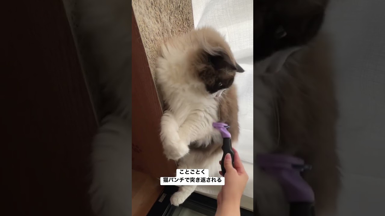 【猫パンチ】飼い主全力拒否のラグドール
