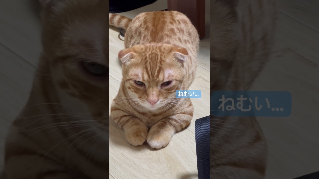 睡魔に負けたくないコモドン🐈 #キンカロー #猫 #子猫 #cat #猫のいる暮らし #catlover #고양이 #catlovers #catvideo #catvideos