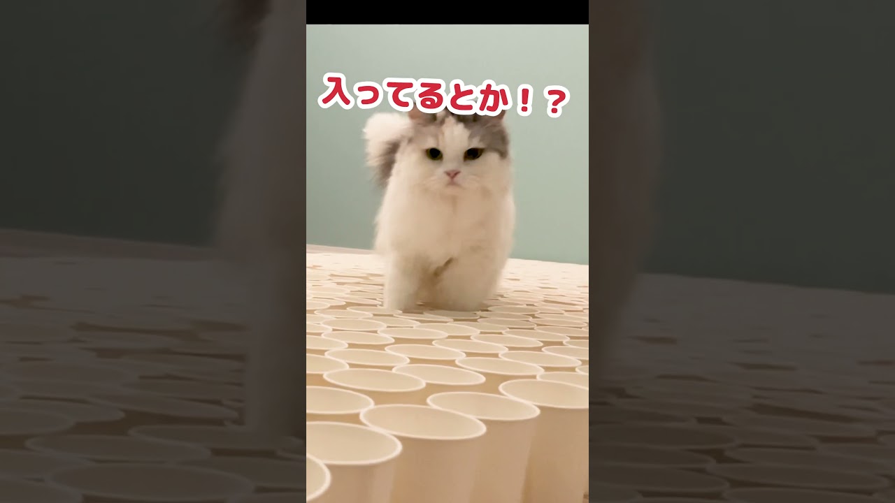 猫部屋を一面紙コップだらけにしてみた #Shorts