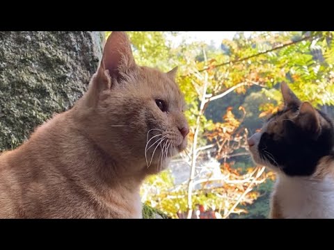 【伏見稲荷】珍しい茶トラのテココと子猫達　Brown cats and kittens I meet from time to time