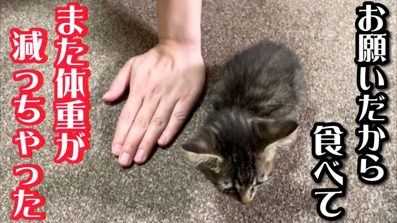 生後三ヶ月目で手の平サイズの子猫…また体重が減り緊急で病院に行きます