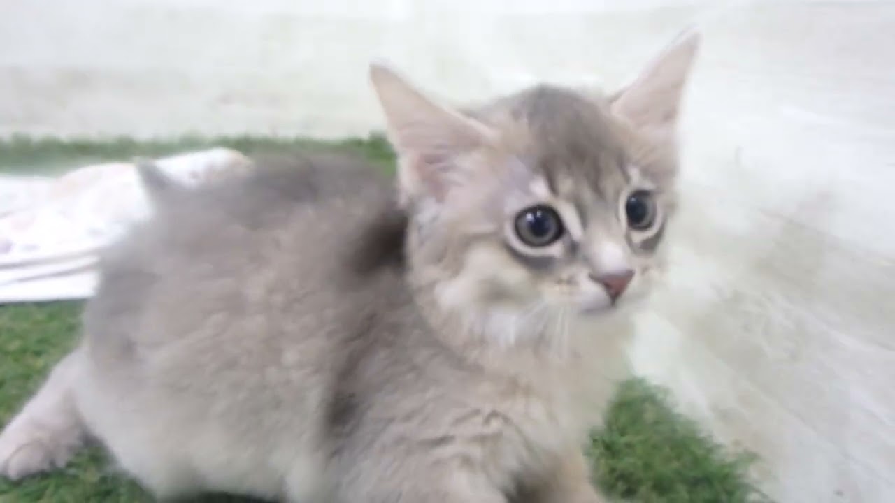 Coo&RIKU　No00638660 ソマリ