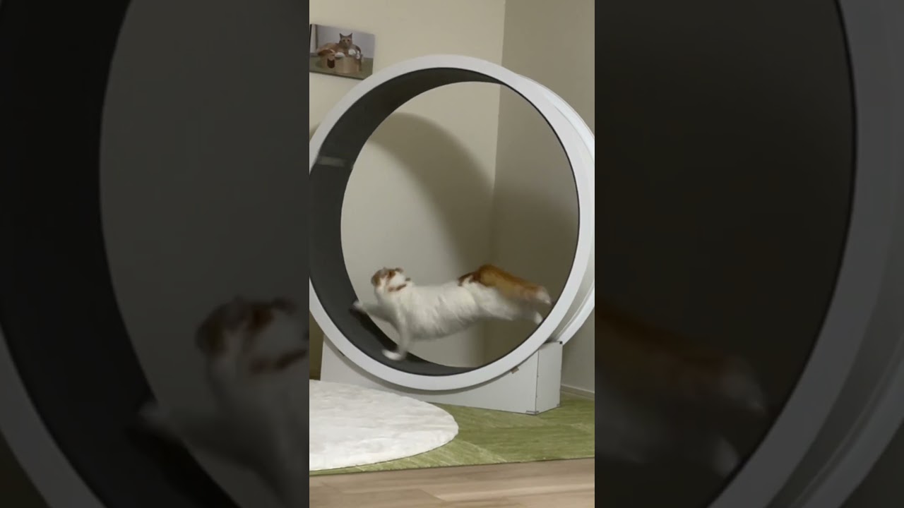 猫ちゃん用回し車が人気すぎる件　#shorts