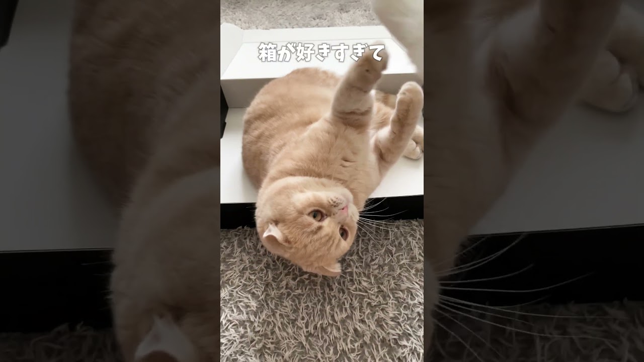 空箱があると必ず入る子猫【スコティッシュフォールド】#shorts #かわいい #子猫