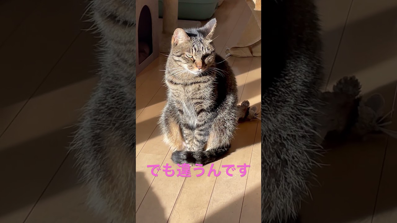 ボス猫みたいな顔してさ…  #shorts  #cat  #siblings