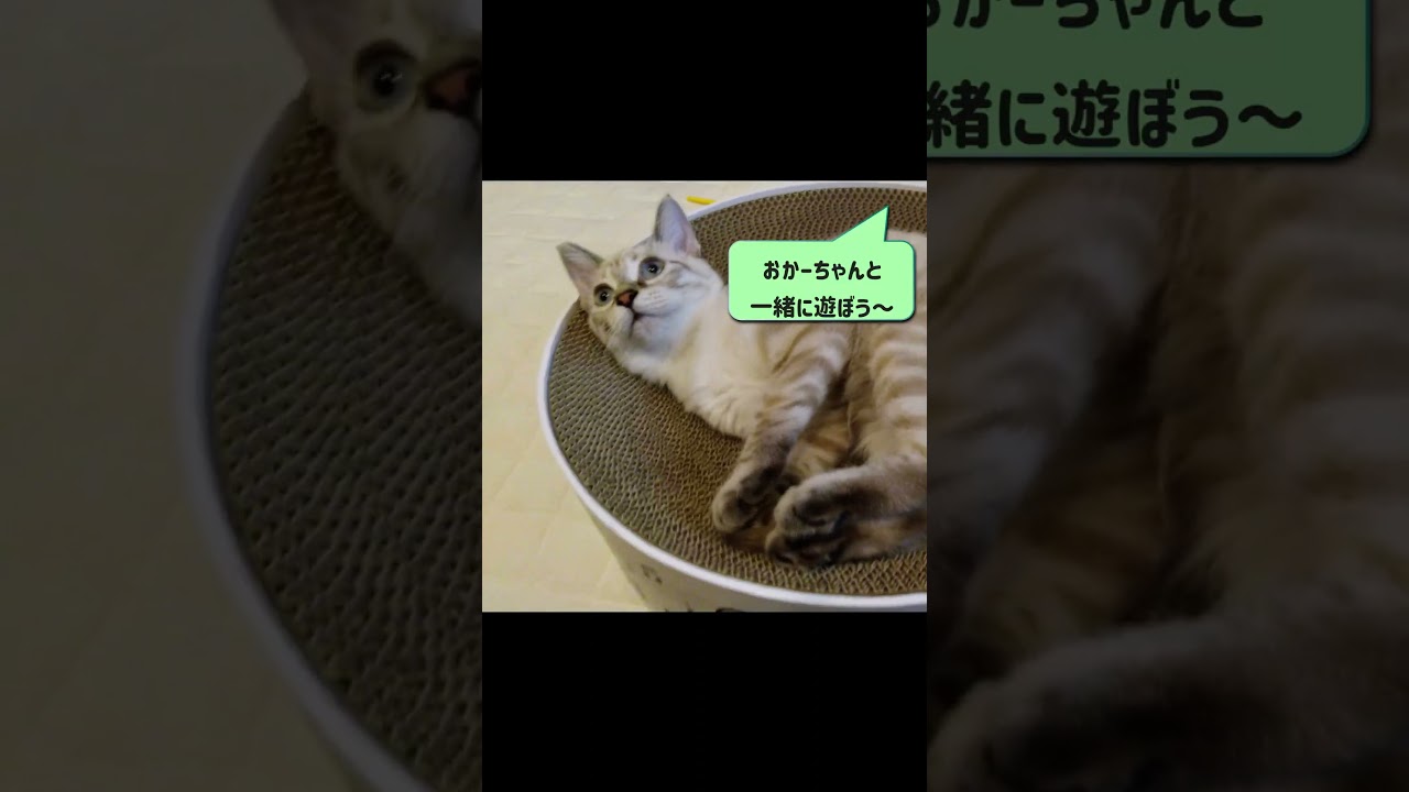 暇を持て余すシャムミックスのあんちゃん#137 #shorts #暇 #猫のいる暮らし