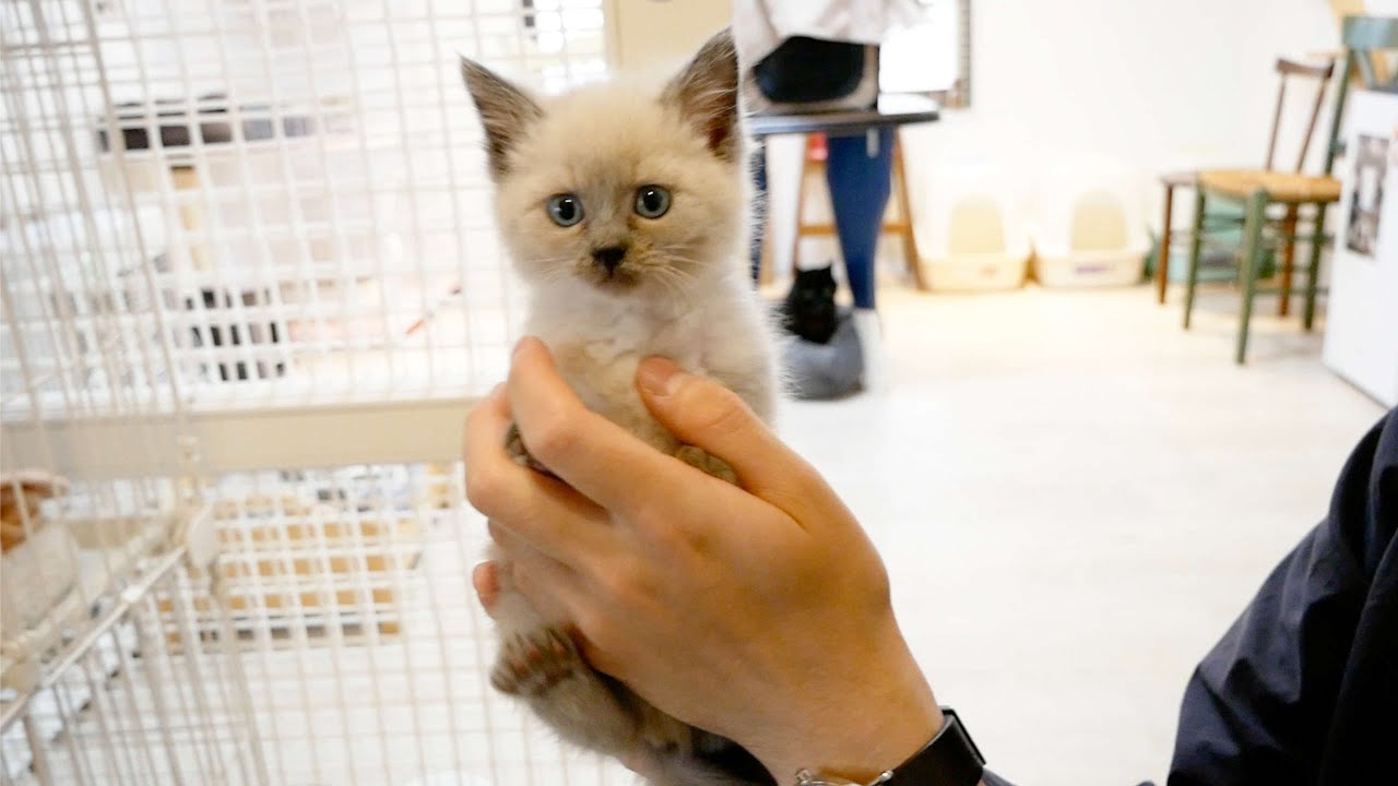 デュフィ似の赤ちゃん子猫を見っけたぞ