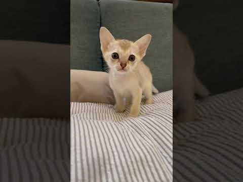 シンガプーラ セピアアグーティーの可愛い女の子。