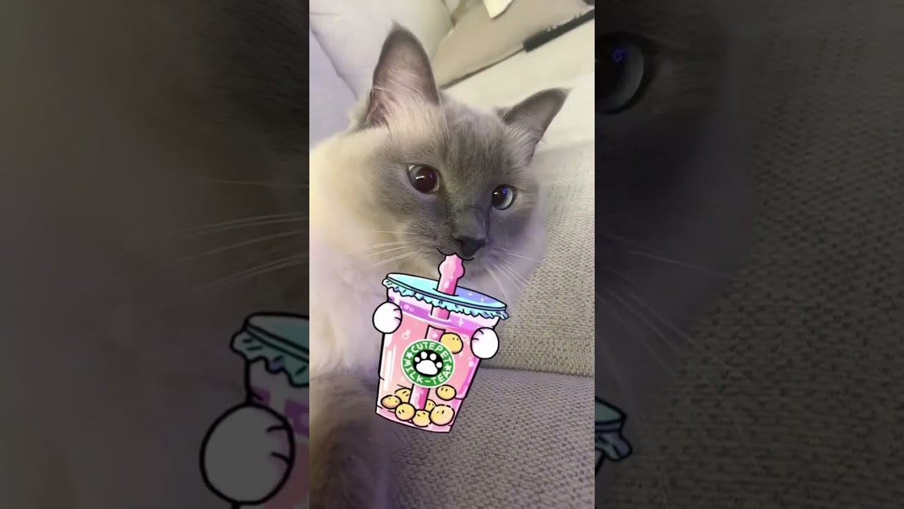 奥の方が気になる可愛いラグドール猫 / Ragdoll Cat Being Curious Behind the Camera #cat #猫のいる暮らし #猫動画