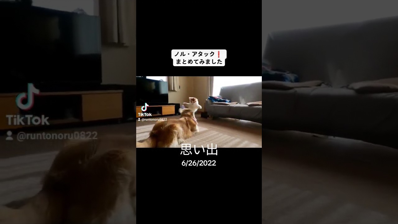 一年前思い出#shorts #ゴールデンレトリバー #ノルウェージャンフォレストキャット #犬と猫 #アタック