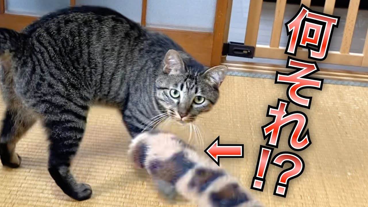 生まれつき尻尾がない猫が尻尾型おもちゃを見たときの反応がww
