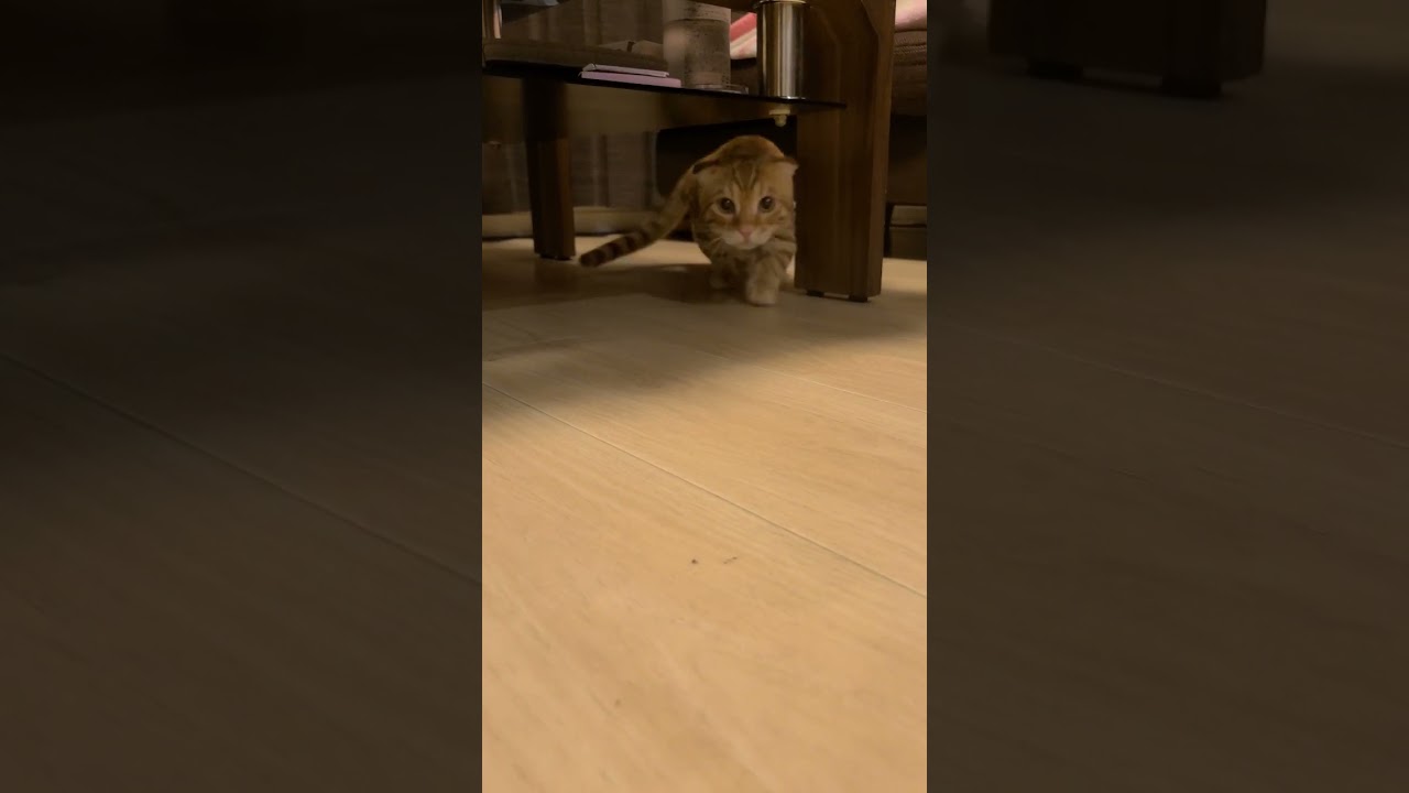 ルンバを見守るコモドンが可愛すぎた【コモドンの観察日記】 #キンカロー #猫