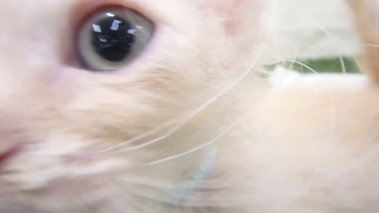 Coo&RIKU　No00638663 セルカークレックス