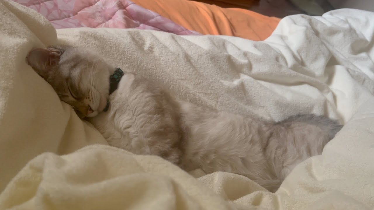 癒しの眠りを覗く！猫が枕にすっぽり包まれる様子がかわいすぎ