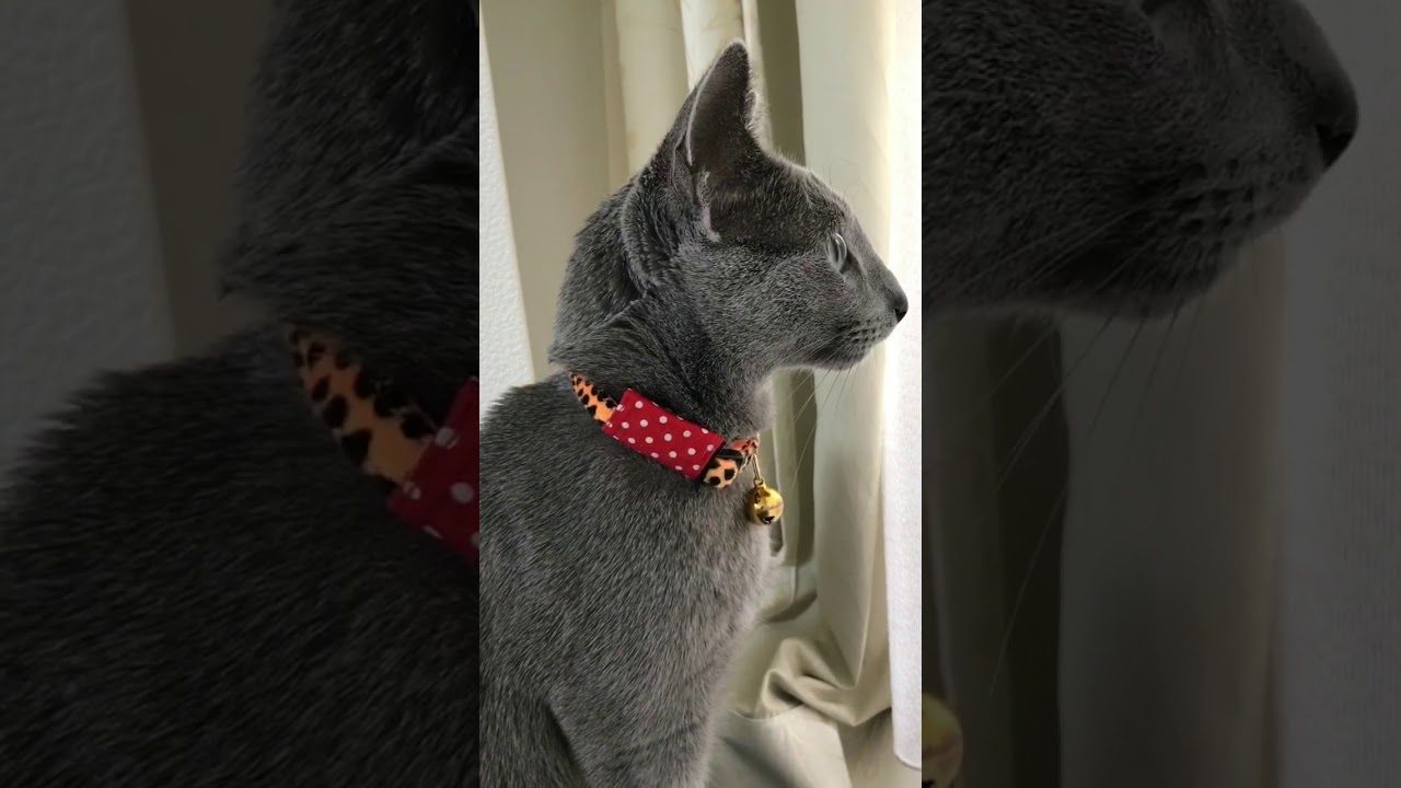 ロシアンブルーのロッチ。迷い子用ポッケ新調。