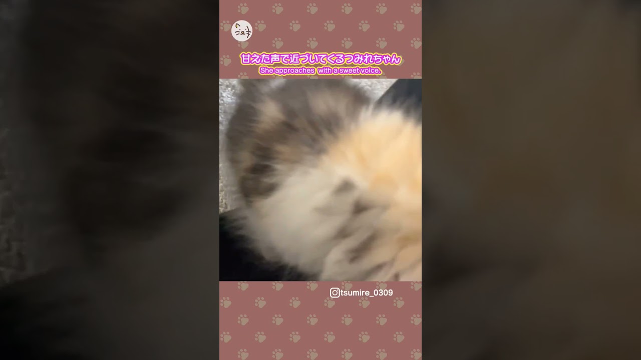 甘えん坊な子猫ちゃん🐈スコティッシュフォールド「つみれちゃん」！She is spoiled  #猫王国 #スコティッシュフォールド女の子 #猫のいる暮らし