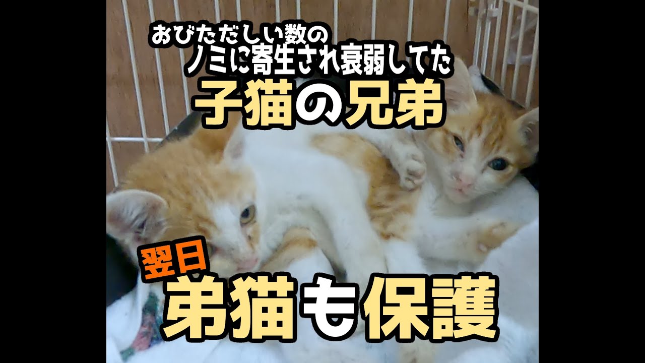 【おびただしい数のノミに寄生された子猫の兄弟】弟猫シロマル保護当日の様子