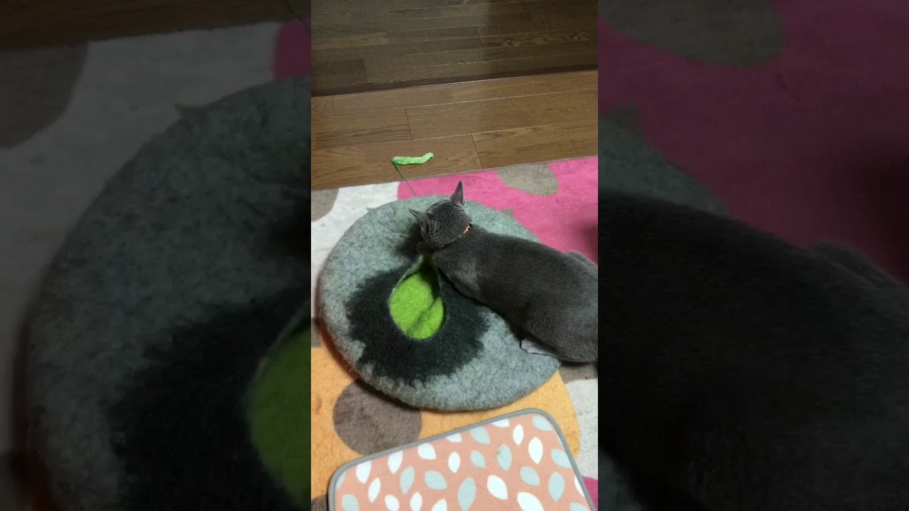 ロシアンブルーのロッチ君。スイッチ入ります。