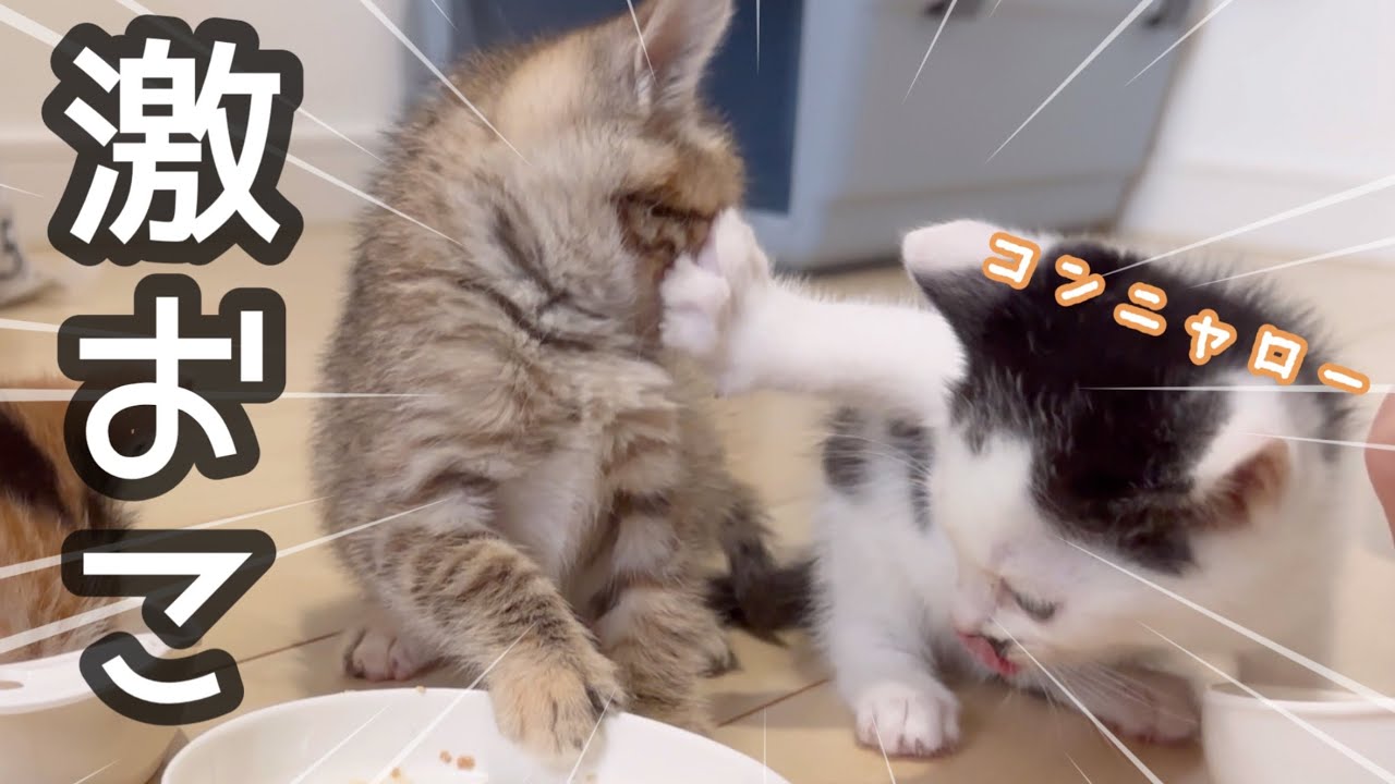 【ブチギレ】猫好きが聞いたら、ビックリするDMが届いた話…
