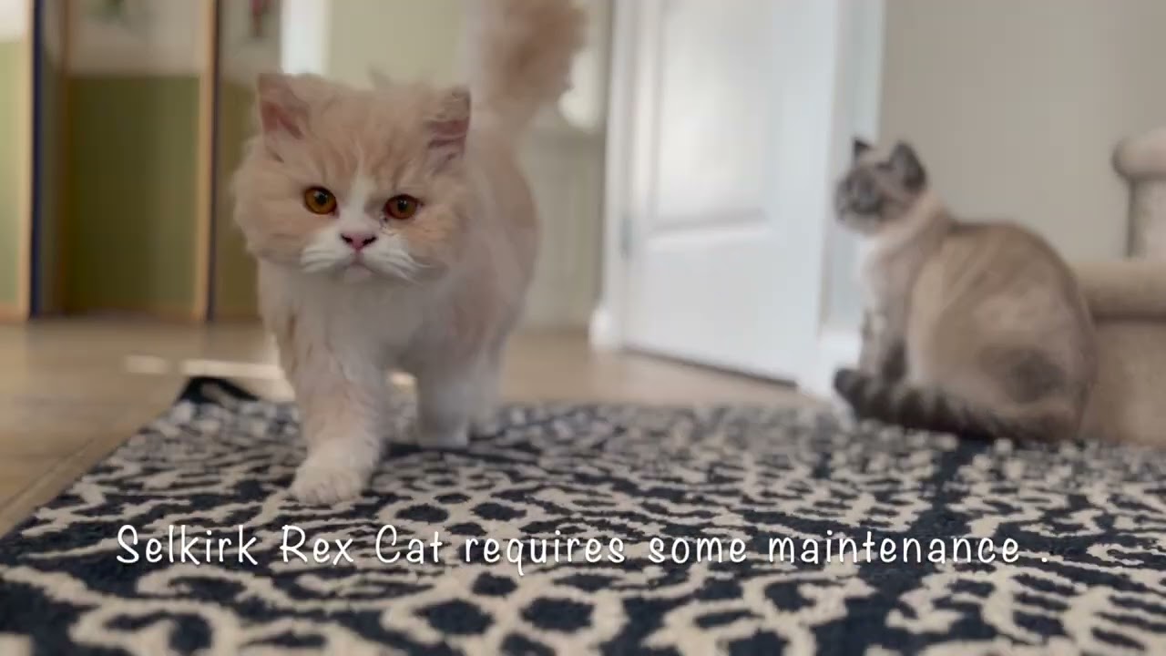 Introducing Custard: Our Curly-Coated Selkirk Rex: セルカークレックスってこんな猫