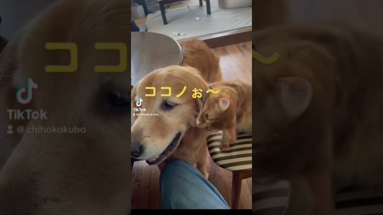 子猫な噛まれるゴールデン #ゴールデンレトリバー #セラピードッグ #ソマリ #日本セラピードッグ協会