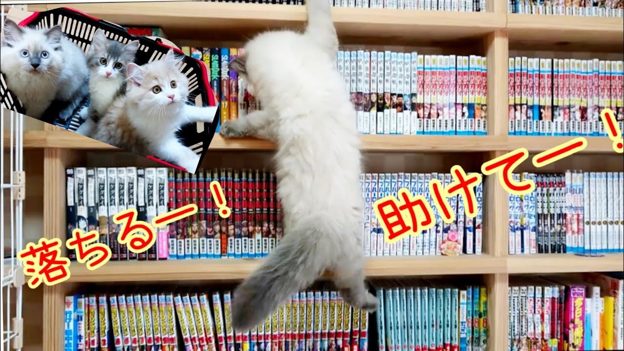 運動神経の無い猫 登れない男 陽太  サイベリアン  I’m not athletic. siberian 子猫 末っ子