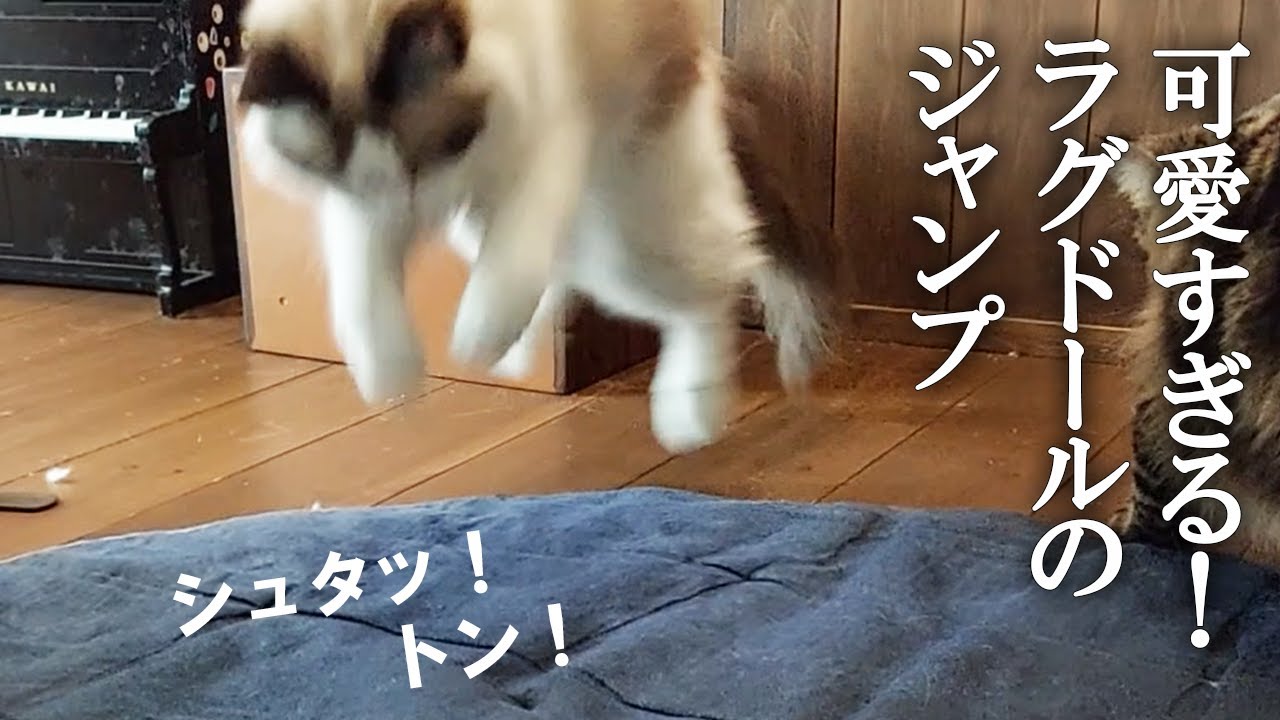 狩りをしない猫といわれるラグドールが獲物を狙うジャンプが可愛すぎて悶絶
