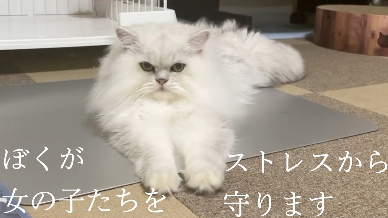 【ペルシャ猫】男の子ぎんちゃんがひめちゃんに優しすぎるので感動しちゃいました‼️包容力がハンパない！性格良すぎるペルシャ猫ぎんちゃんにリビングの中心で、愛をさけぶ‼️