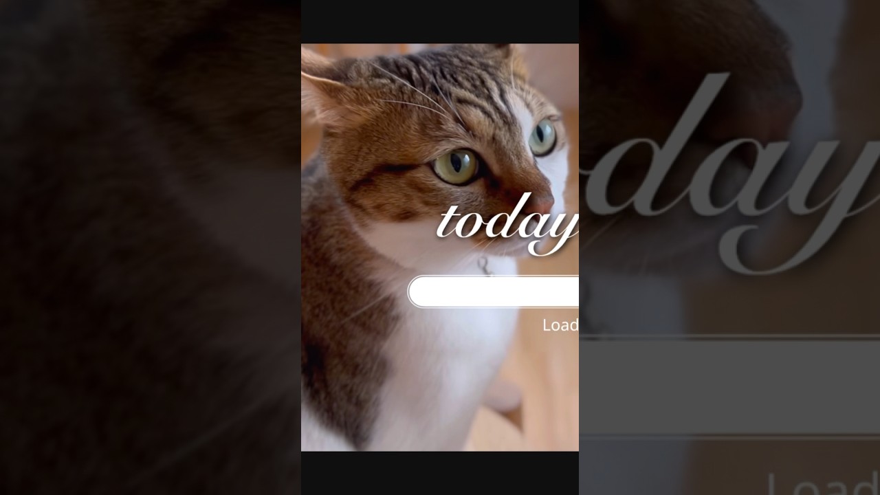 【猫と日常】 #catlover #猫のいる暮らし #cat #猫 #vlog #catvideos #japanese #cats #life