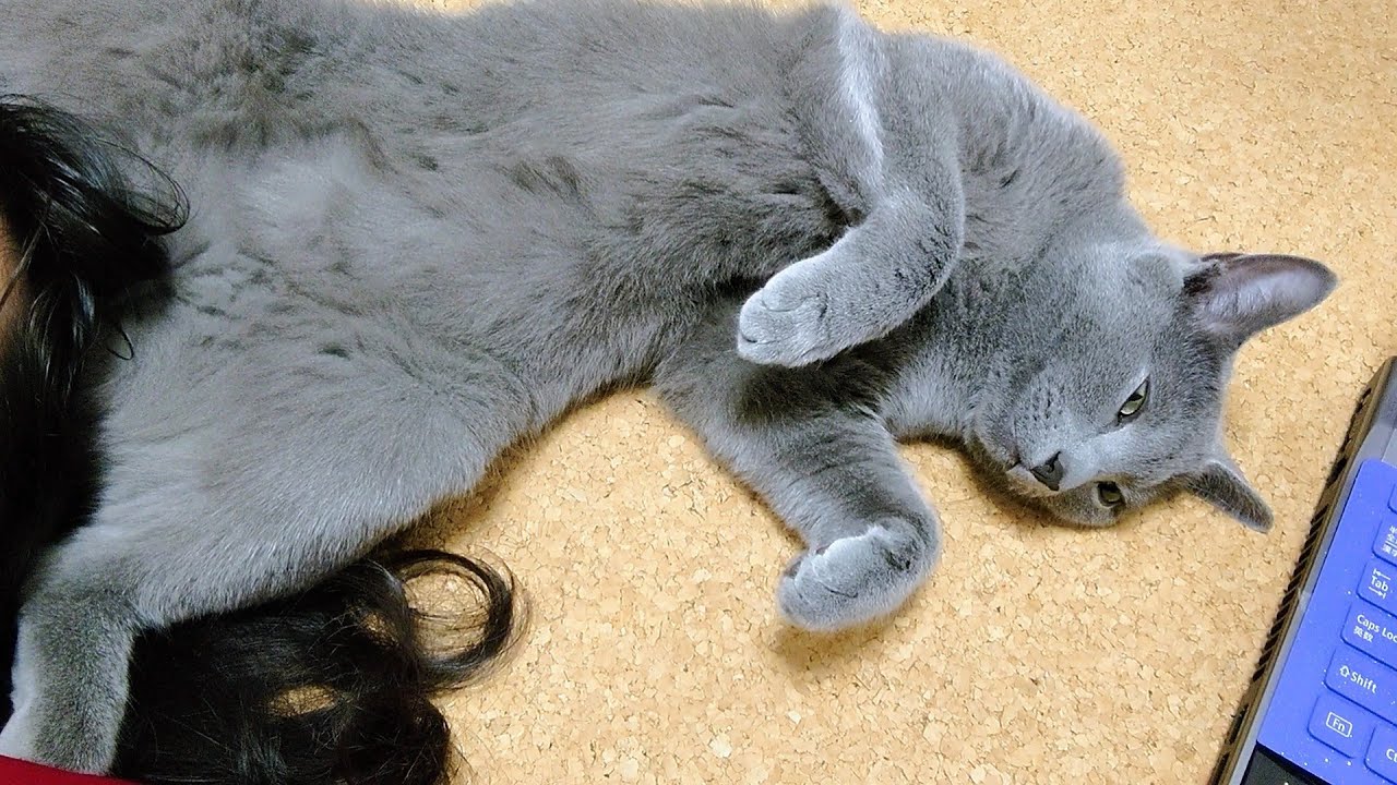 【猫動画】寝る場所を模索するロシアンブルー【russianbule】Russian blue looking for a place to sleep