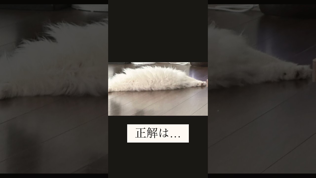 #猫動画 #猫好き #ノルウェージャンフォレストキャット #猫好きさんと繋がりたい #猫 #猫のいる暮らし #ねこのいる暮らし #ねこ #cat