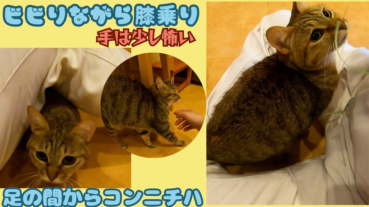 オシキャットに似たキジトラは甘えん坊　手が怖いのでビビりながらスリスリ保護猫カフェ猫の恵庭）難波