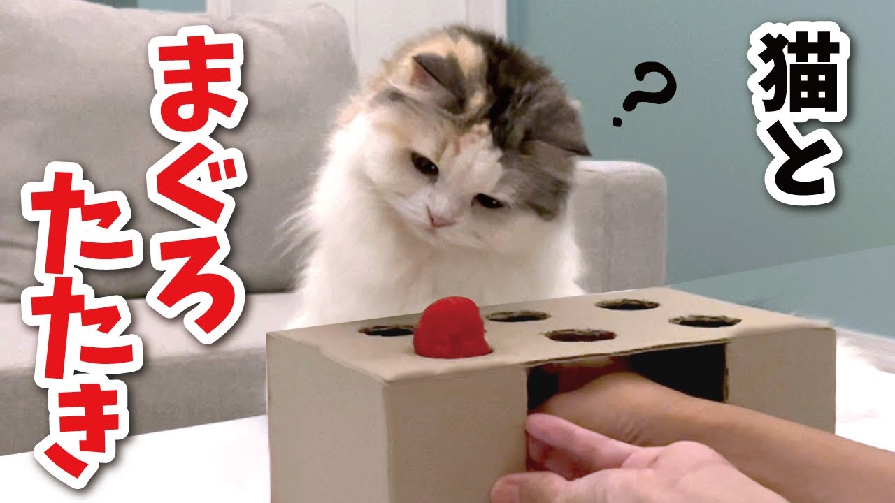 もぐらたたきで遊ぼうと思ったら間違えてまぐろたたきだった時の猫の反応がこちら【関西弁でしゃべる猫】