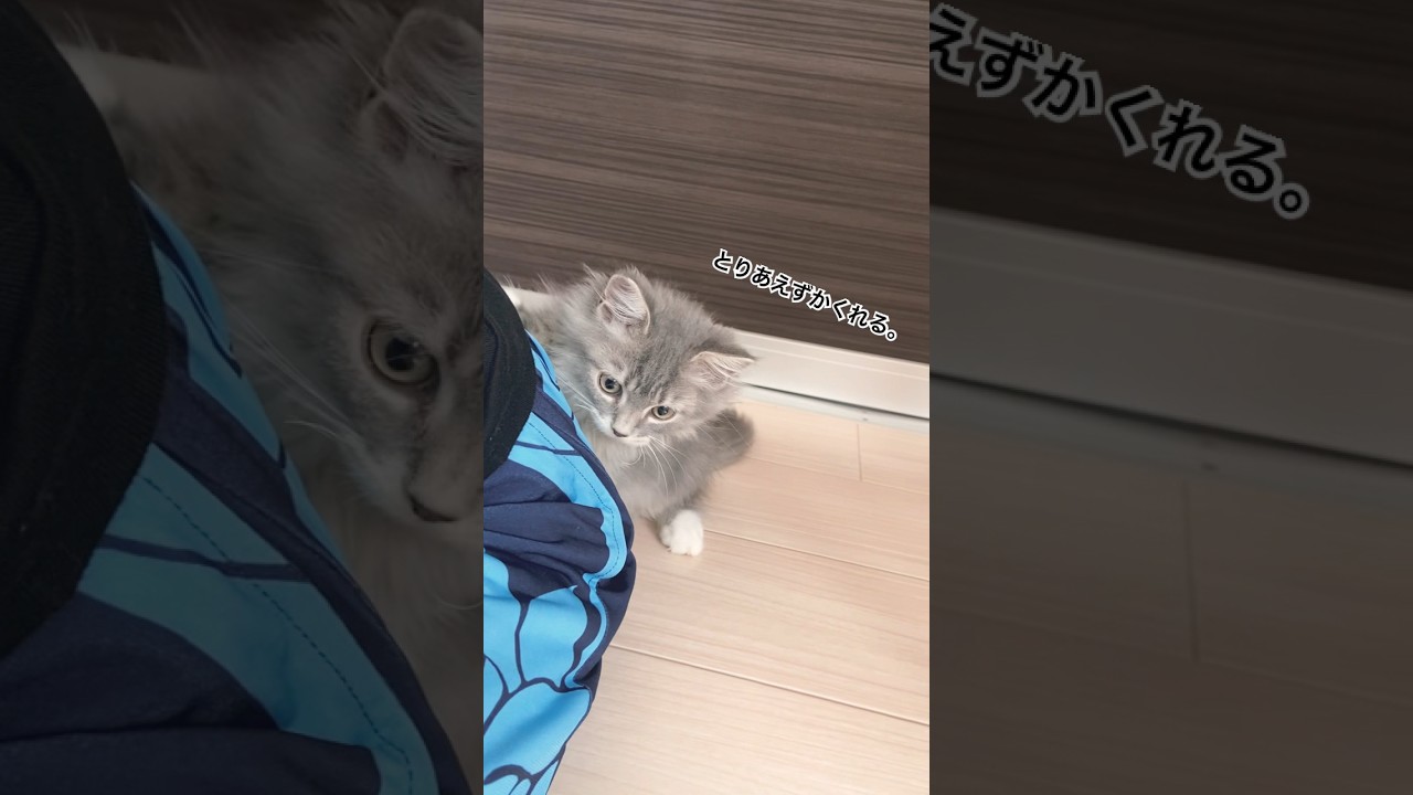 攻撃をしかけてくる子猫 #shorts #猫 #サイベリアン