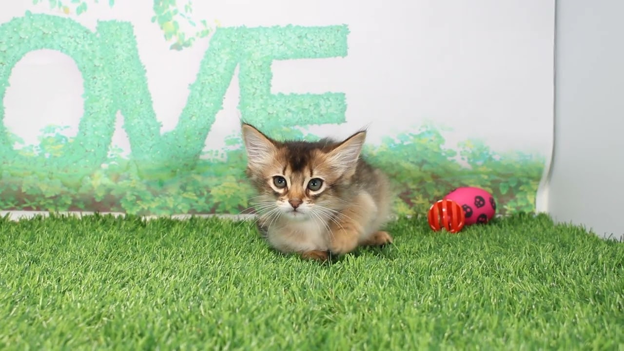 Coo&RIKU　No637517　ソマリ