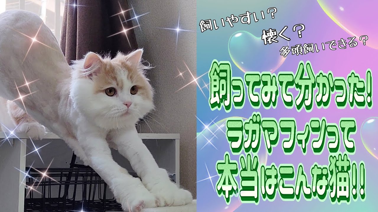 ラガマフィンって実は…飼ってみて分かる本当のところ#ラガマフィン #猫動画 #子猫 #cat