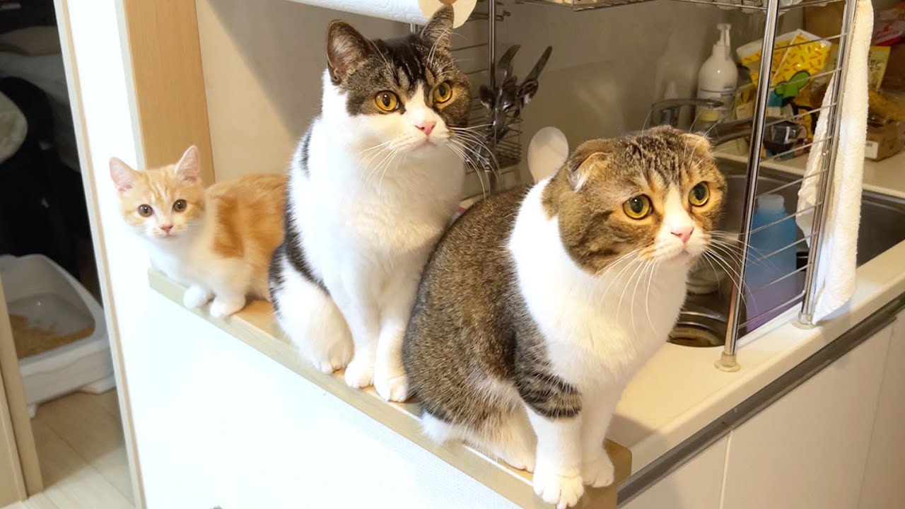 まるで本当の親子のようになった子猫むぎくんと親子猫w