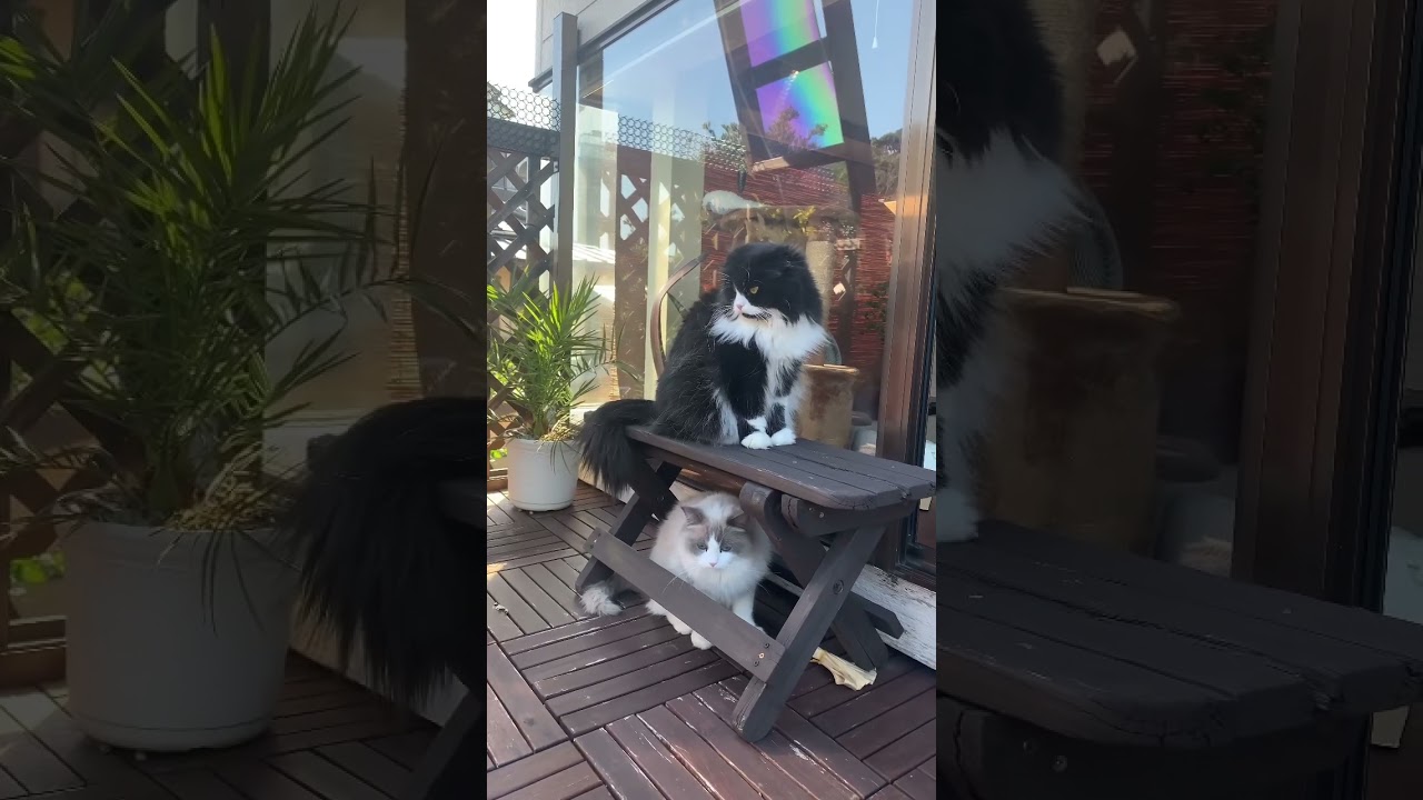 1階の住人と2階の住人  ベランダラグドールとスコティッシュフォールド 猫多頭飼い 女子会 ベランダ猫 ほのぼの動画 猫動画 猫カフェ気分 もふもふ 癒し @minamin.ch.2022