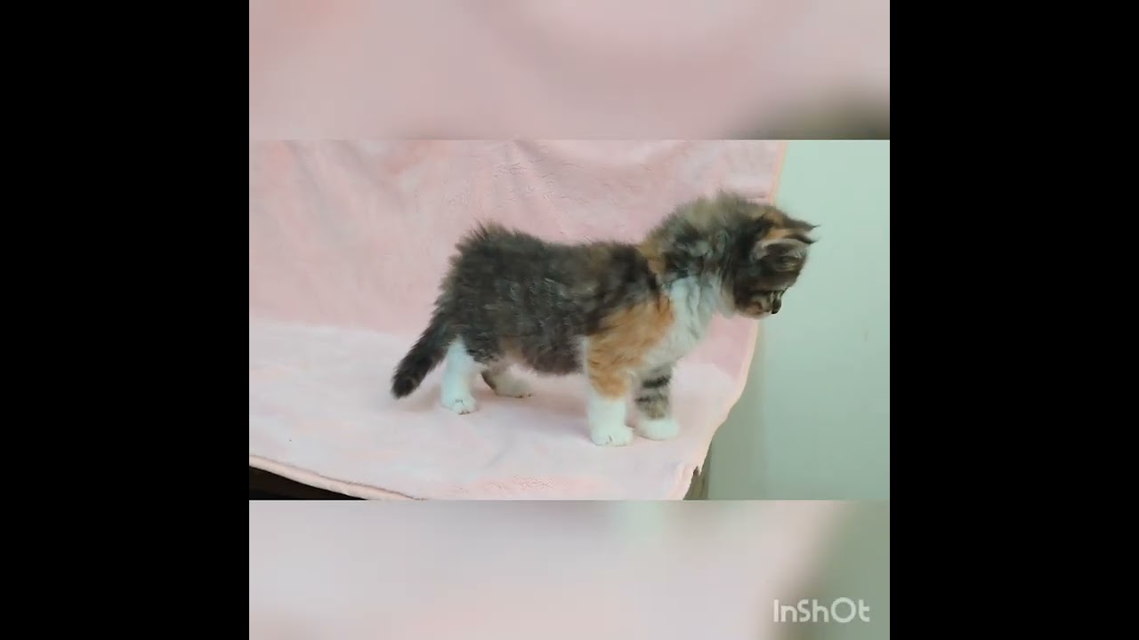 サイベリアン 【キャリコ】おてんば娘の美猫ちゃんです♡