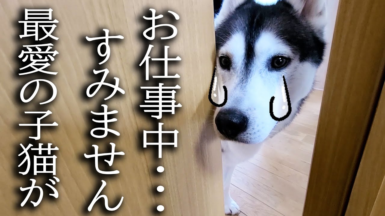 最愛の子猫が消えた！家出したと思い必死で探す犬がこちら...