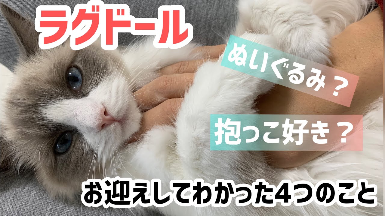【ラグドールの魅力】ぬいぐるみみたい？抱っこ好きなの？お迎えしてわかった4つのこと