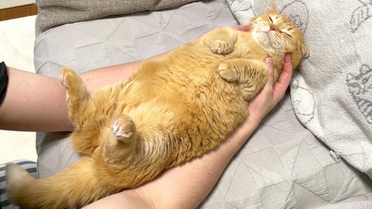 もふられのプロ、プリン