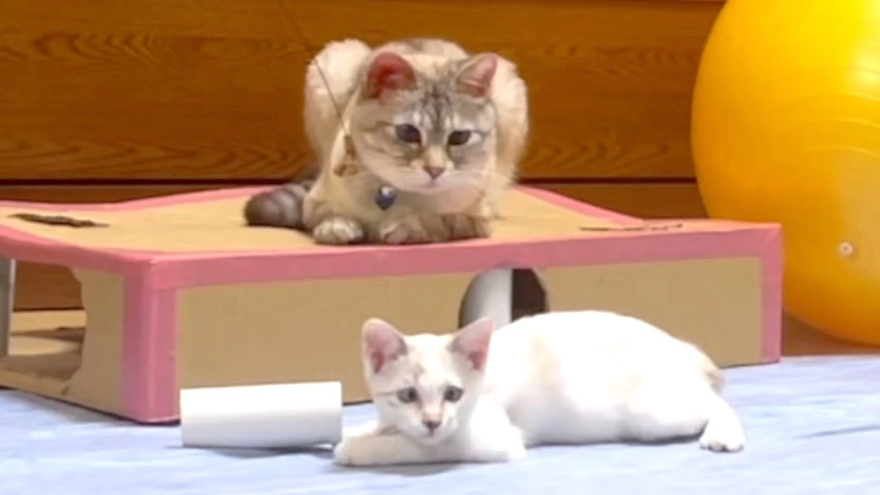 感動の再会！母が子猫と海斗の元へ！一家団欒の幸せな時間"