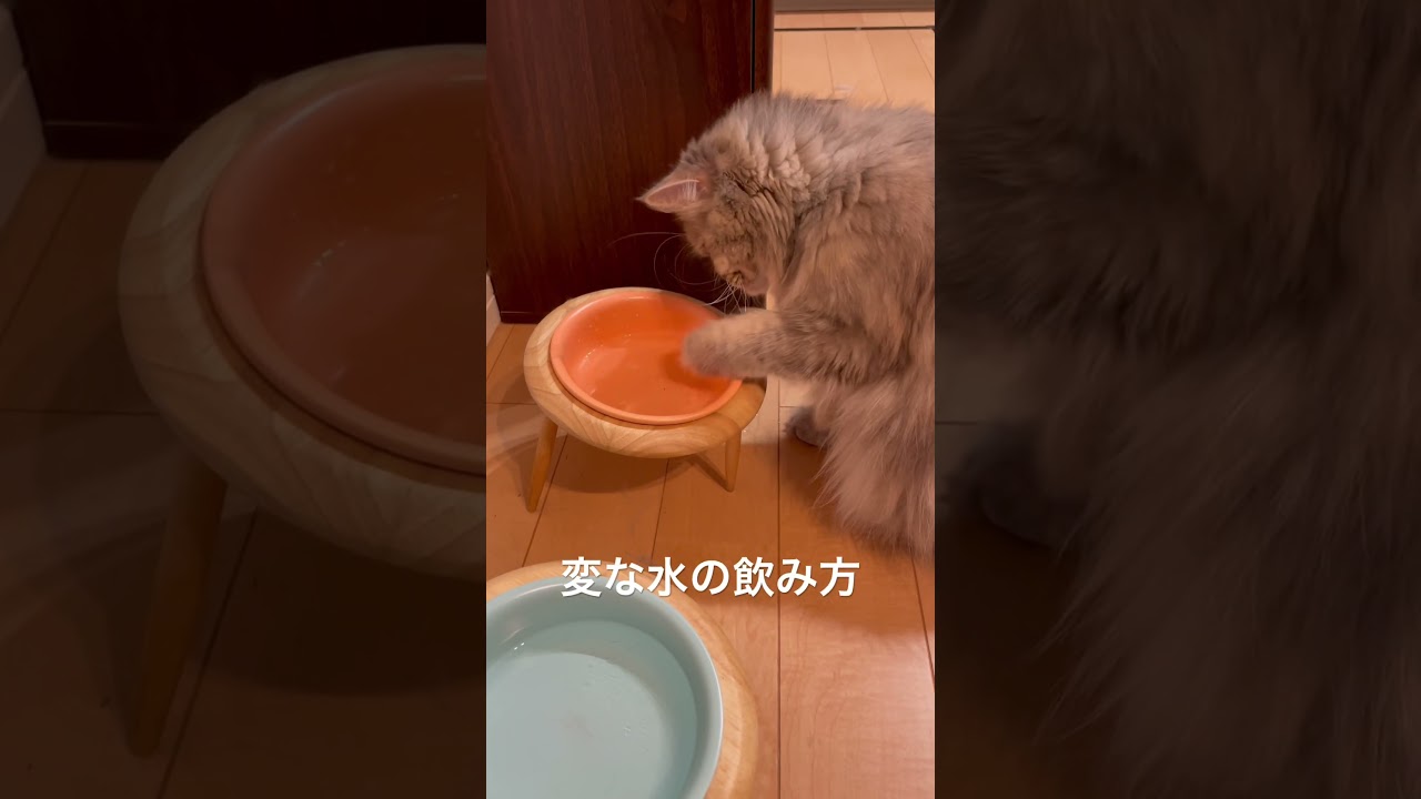 変な水の飲み方をするラガマフィン #猫のいる暮らし #猫動画 #子猫動画