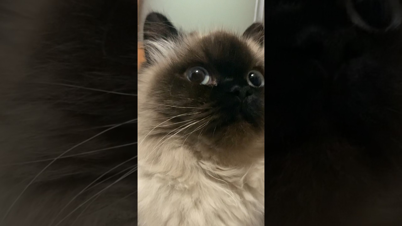 はっ！ #猫 #日常 #ヒマラヤン #shorts