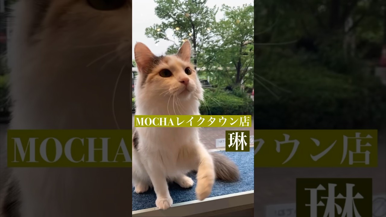 琳　(ノルウェージャンフォレストキャット♀)　#猫カフェモカイオンレイクタウン店  2023/5/23撮影　#shorts　#cat　#子猫　#美人猫
