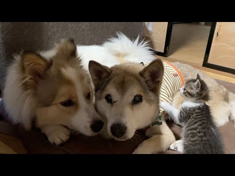 【母猫に捨てられた子猫】先住犬と一緒に寝る姿が尊くて涙が出ました✨